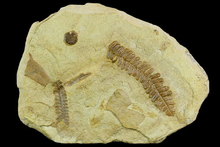Plate of Pennsylvanian Seed Fern Fossils - Kansas #130259